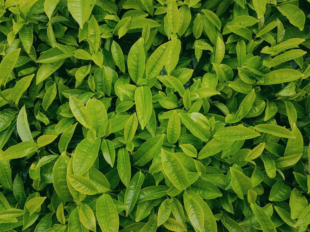 Fresh Tea Leaves In Tea Plantation